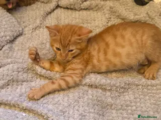 Mixed Breed cats Ginger Bengal boy kittens ready to go - Advert 4