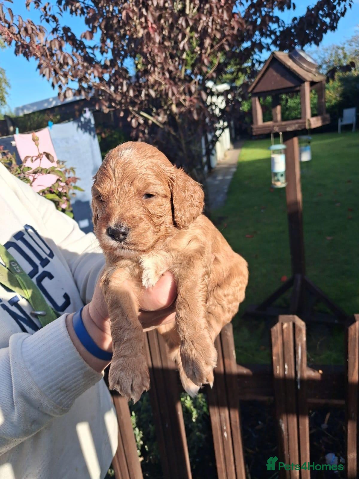 Cockapoo dogs Excellent cockerpoos x3 boys - Advert 14