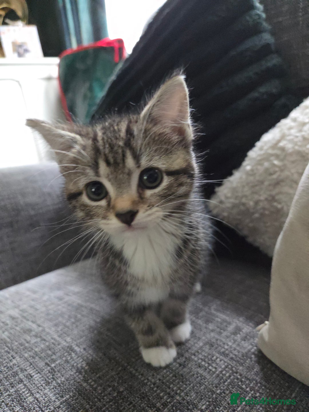Mixed Breed cats for sale: Kittens for sale - Image 2