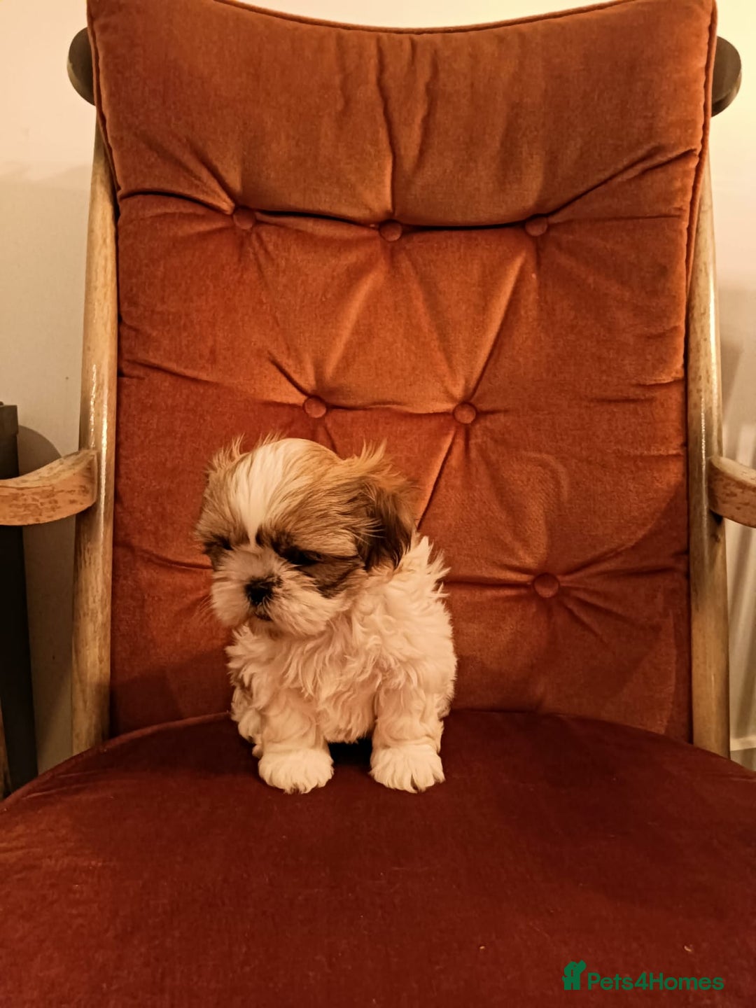 Shih Tzu dogs for sale: Gorgeous puppies for sale!😍🥰 - Advert 7