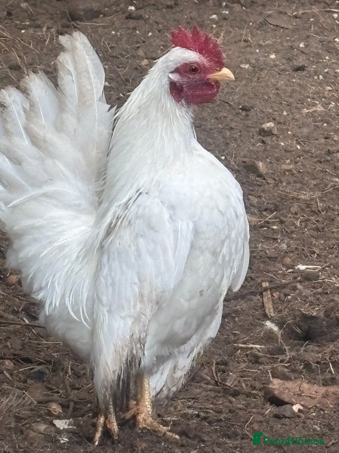 Chickens poultry for sale: Serama cockerels  - Advert 1