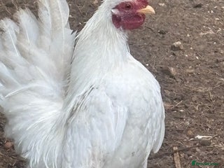 Chickens poultry Serama cockerels - Advert 1