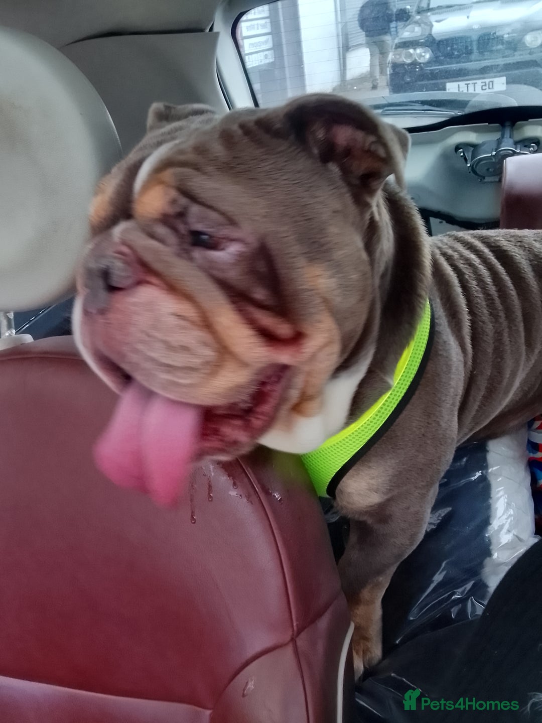 English Bulldog dogs for sale: British bulldog male  - Advert 4