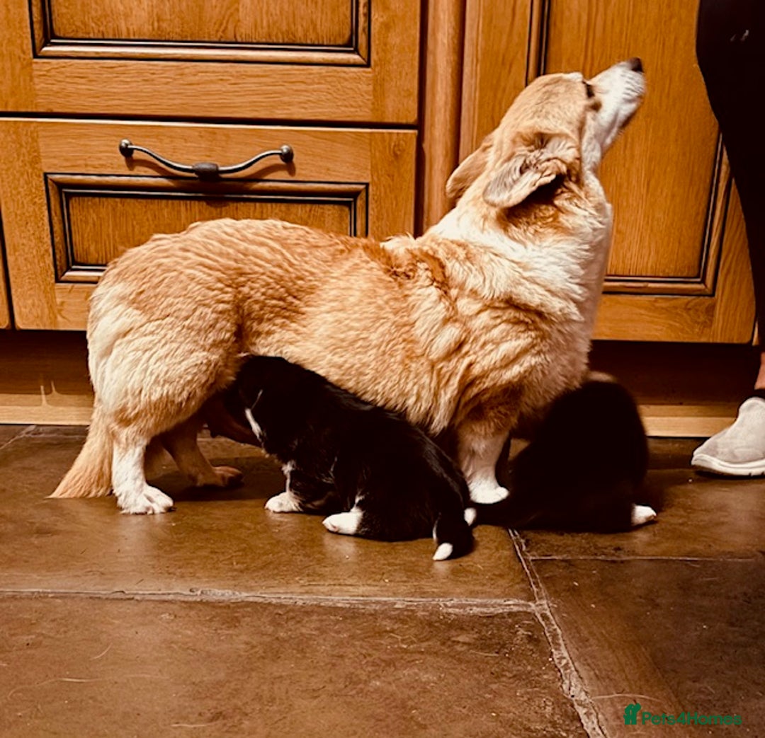 Welsh Corgi Pembroke dogs for sale: 2 Tri/KC girls from health tested parents - Image 5
