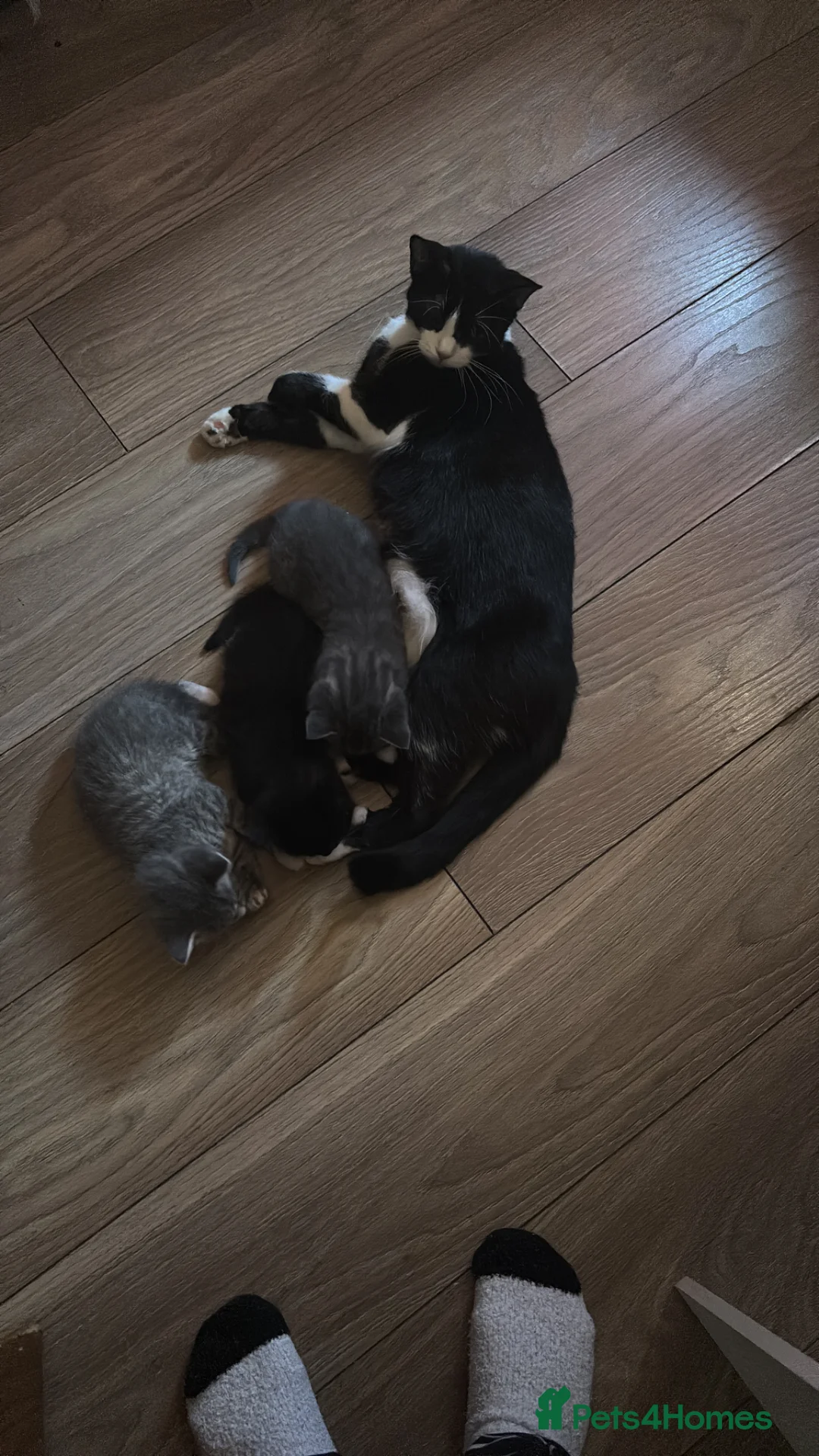 Mixed Breed cats for sale: Adorable female kitten ready to leave home  - Advert 2