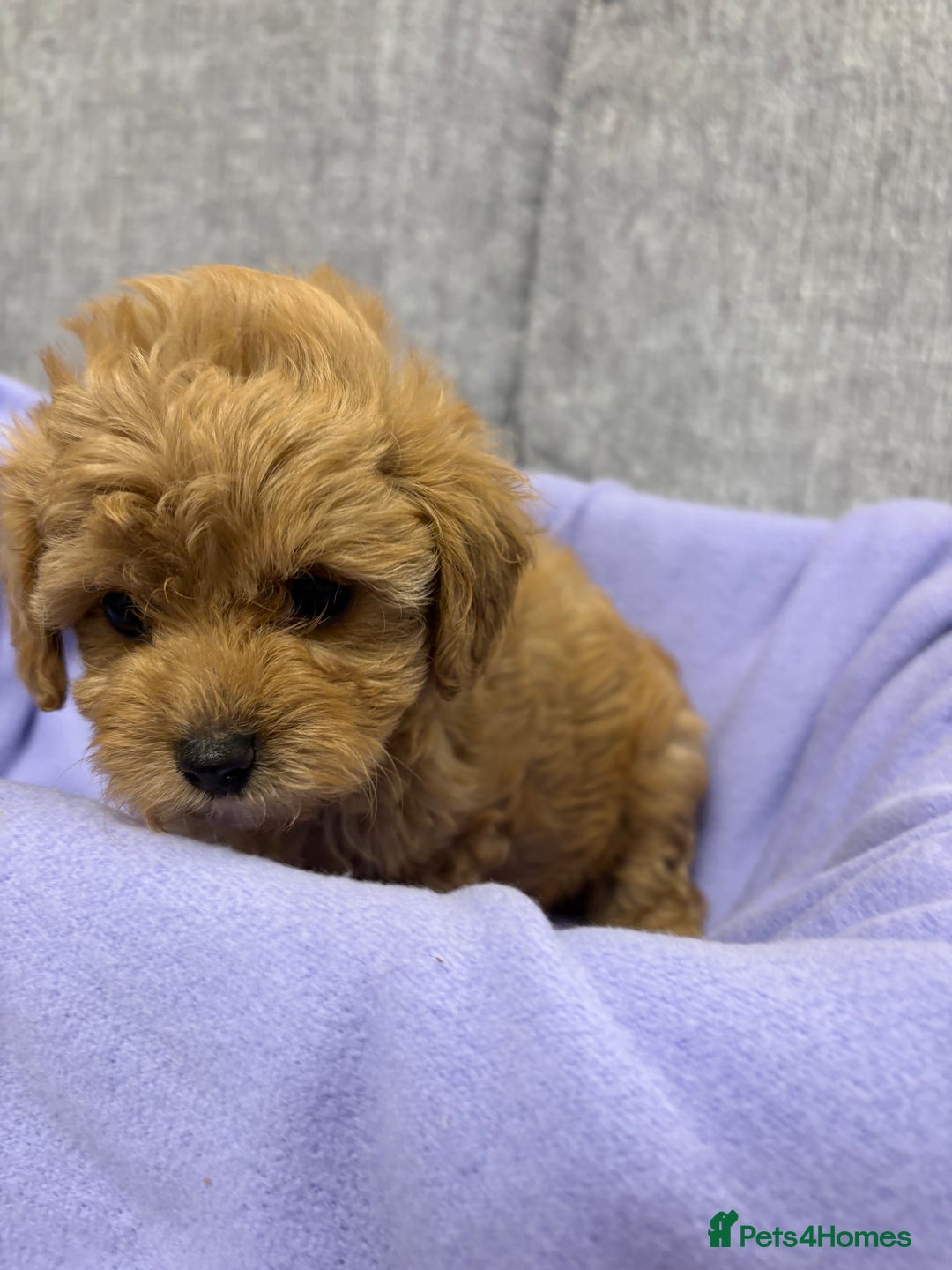 Cavapoo dogs for sale: F1 caverpoo puppies  - Image 8