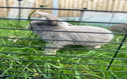 Mini Lop rabbits for sale: Adorable Mini Lop Rabbits Ready for New Homes - Image 2