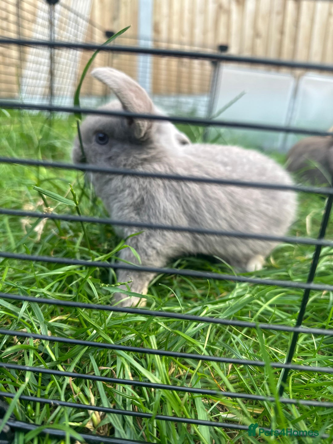 Mini Lop rabbits for sale: Adorable Mini Lop Rabbits Ready for New Homes - Image 2