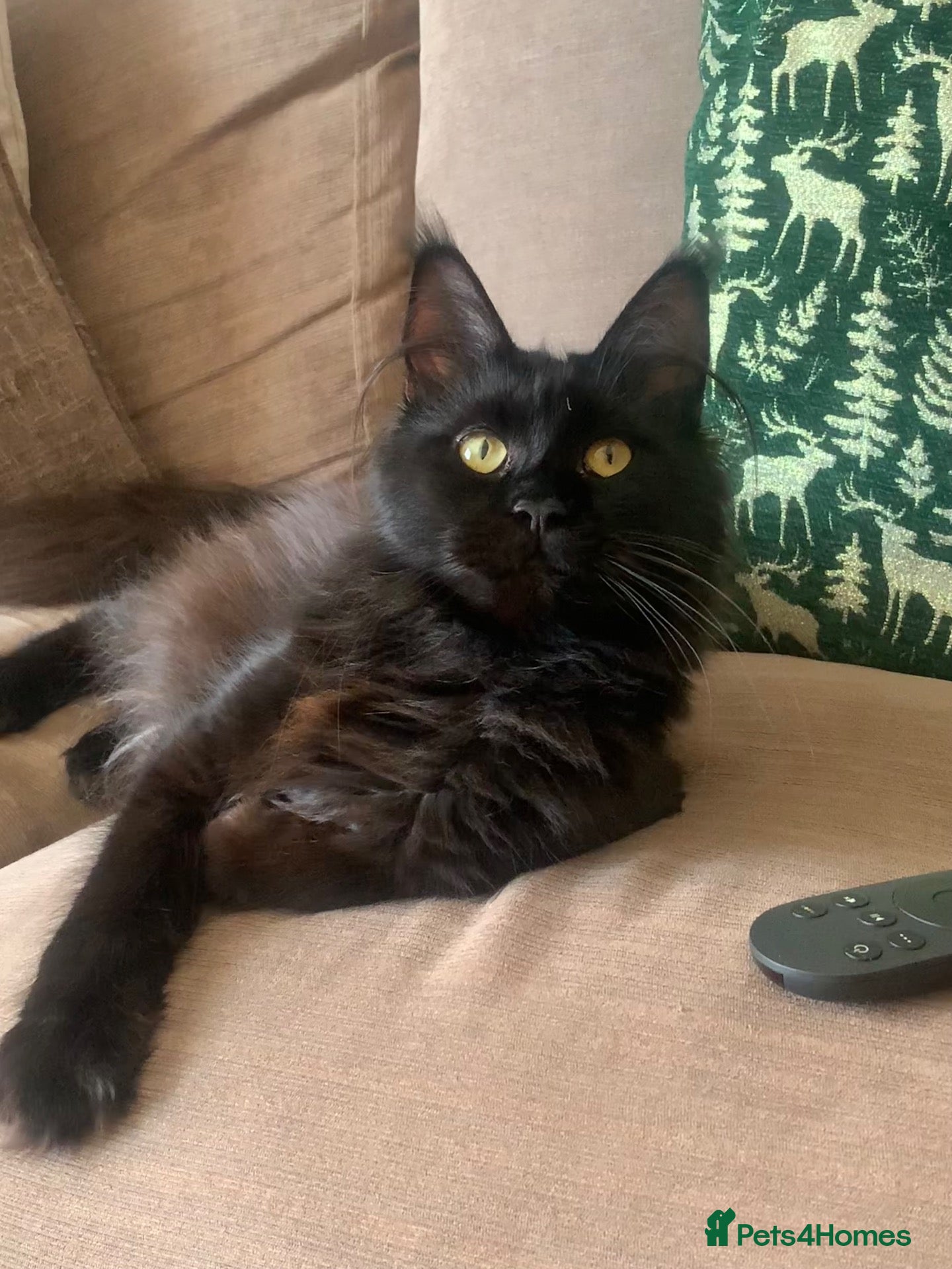 Maine Coon cats AMAZING TICA REGISTERED KITTENS - Advert 2