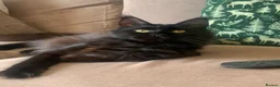 Maine Coon cats for sale: AMAZING TICA REGISTERED KITTENS - Advert 2