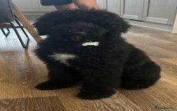 Labradoodle dogs for sale: Curly Coated Hypo-Allergenic Labradoodle Puppies   - Image 10