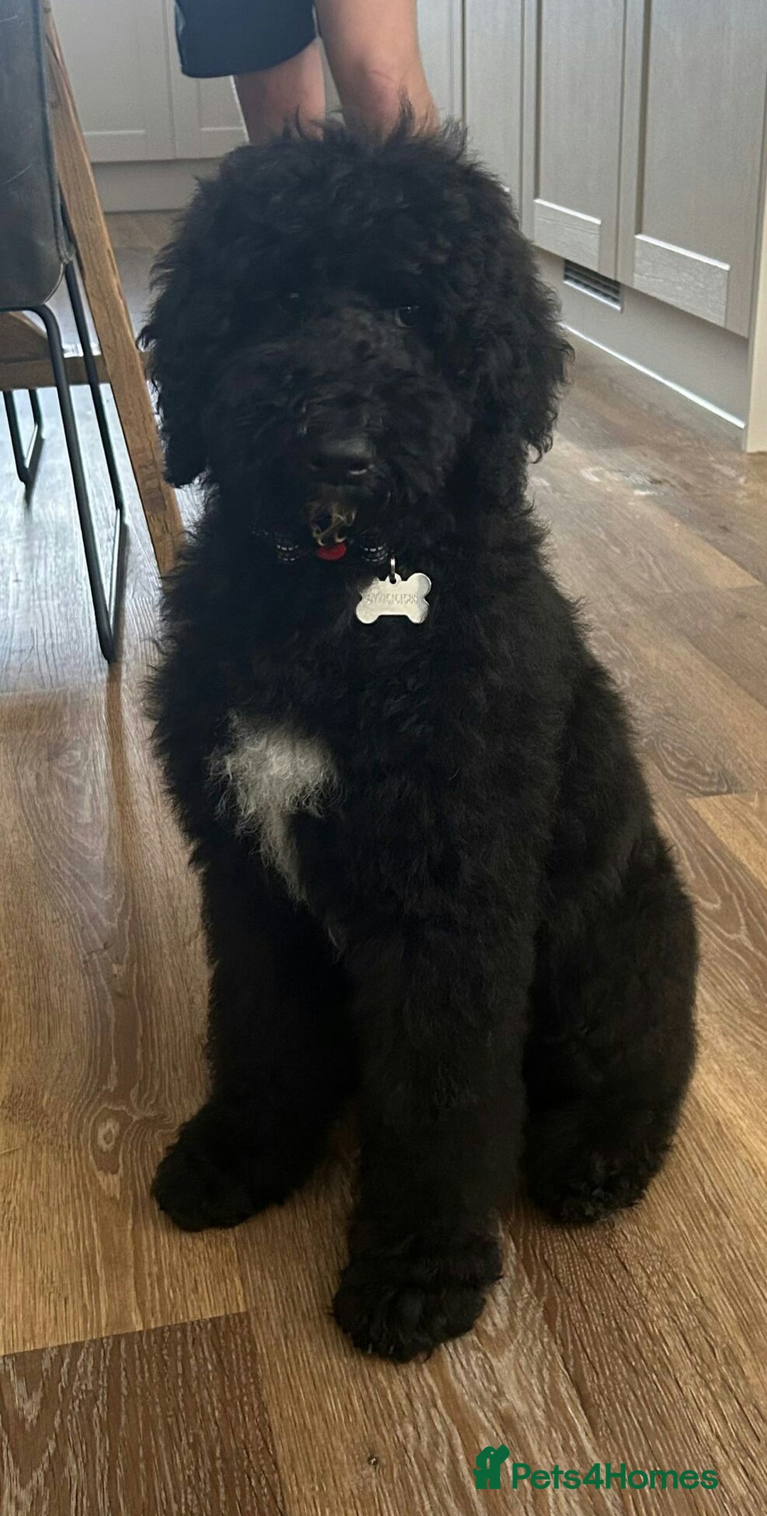 Labradoodle dogs for sale: Curly Coated Hypo-Allergenic Labradoodle Puppies   - Image 10
