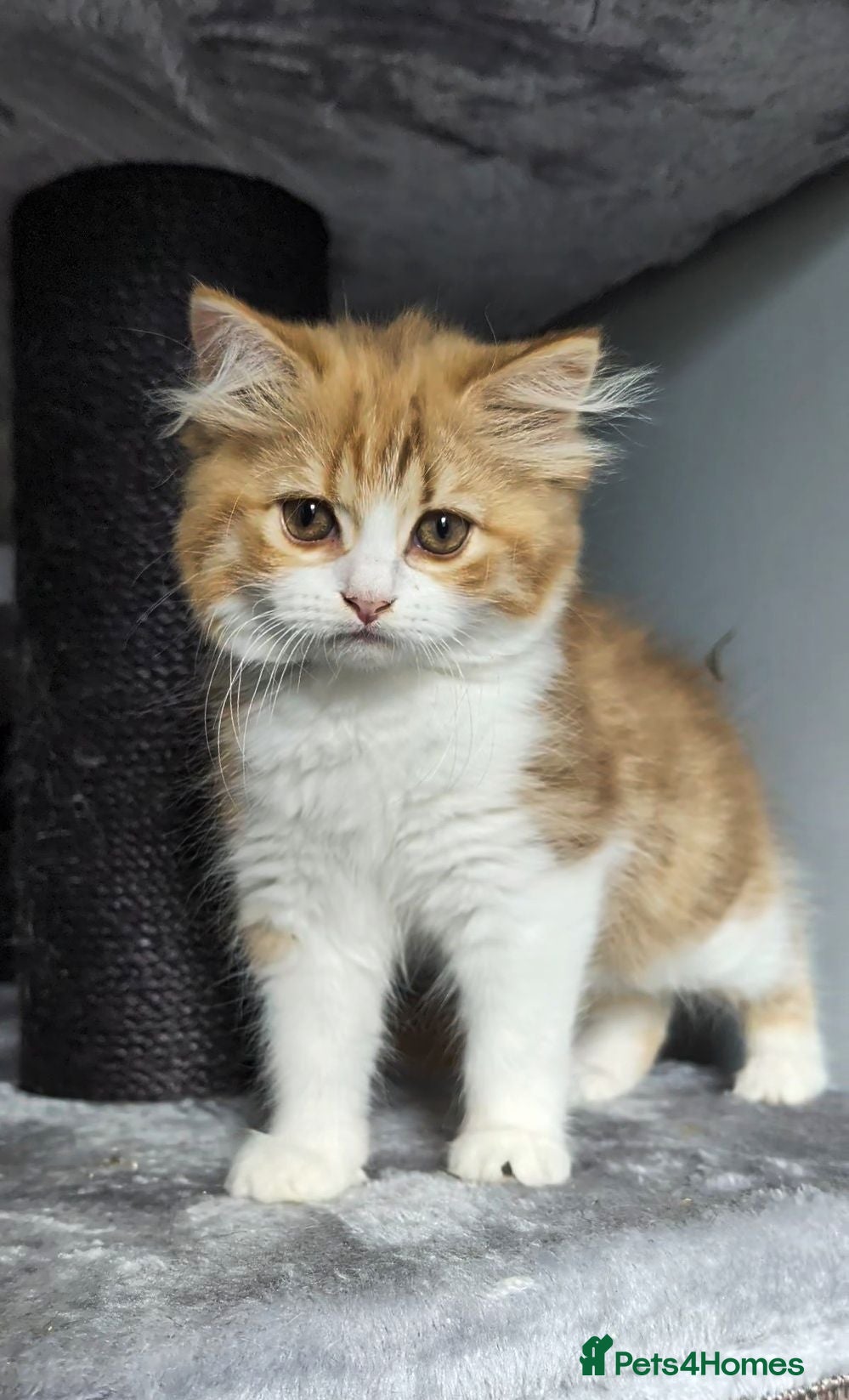British Shorthair cats BRITISH SHORTHAIR & LONGHAIR - Advert 2