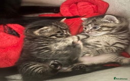 Mixed Breed cats for sale: Three tabby cats.  - Image 1
