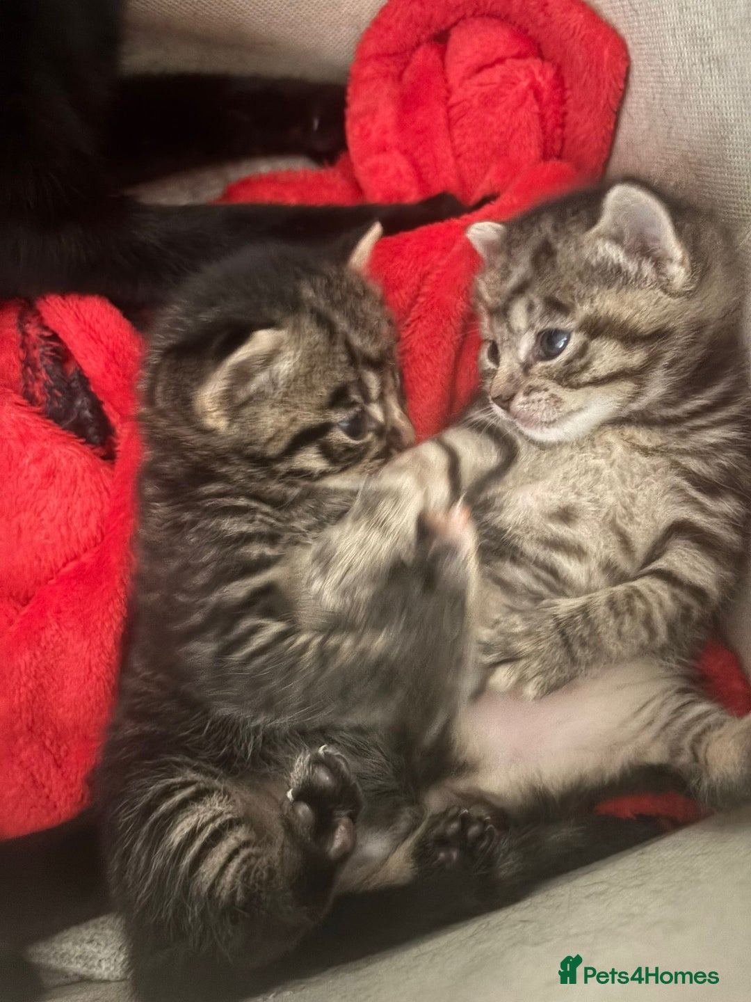 Mixed Breed cats for sale: Three tabby cats.  - Image 1