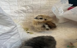 Chickens poultry for sale: Unsexed silkies chicks mixed colours  - Image 2