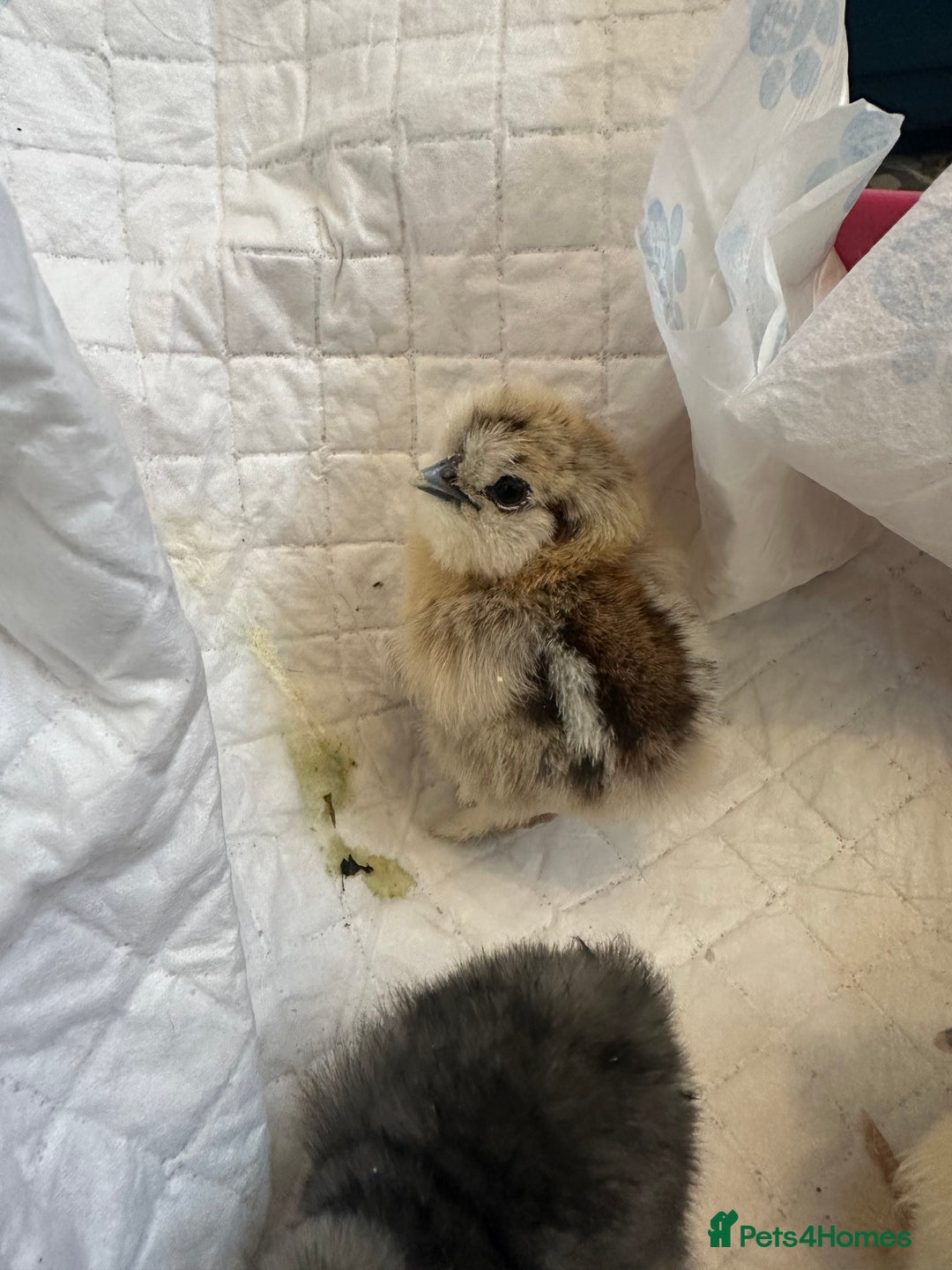 Chickens poultry for sale: Unsexed silkies chicks mixed colours  - Image 2