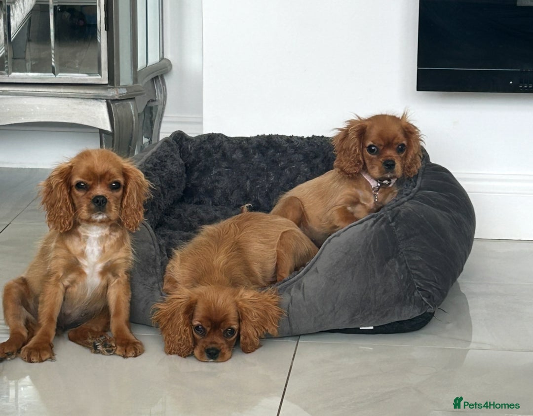 Cavalier King Charles Spaniel dogs for sale: Beautiful cavaliers fully health, and heart tested - Image 4