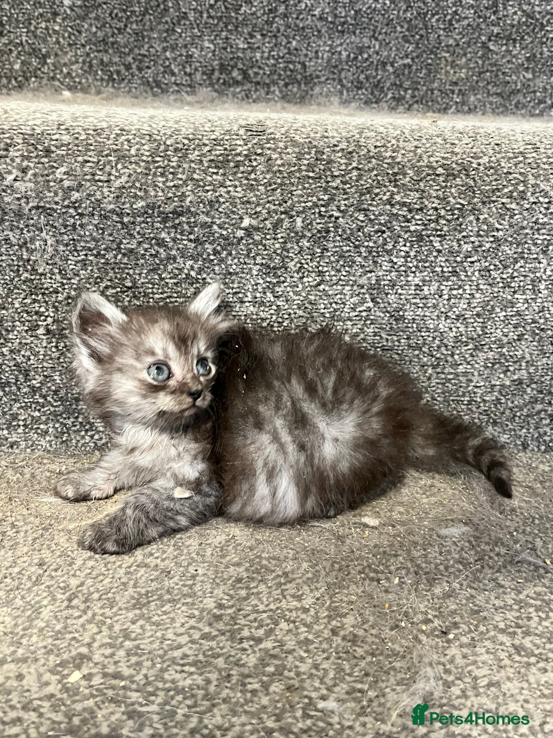 Maine Coon cats for sale: 3/4 Maine coon x kittens - Image 4