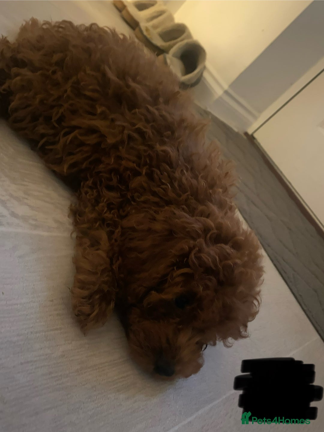 Cavapoo dogs for sale: Health Tested - Toy Cavapoo’s F1b  - Image 12