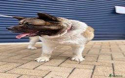 Akita dogs for sale: Nazzar - Image 4
