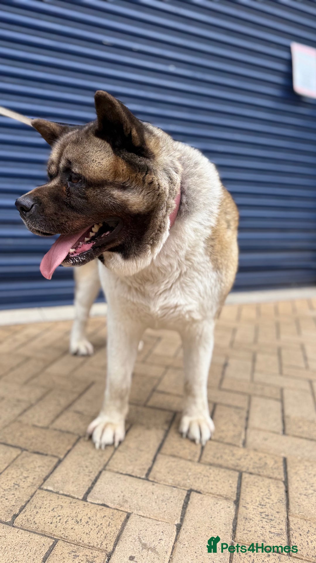 Akita dogs for sale: Nazzar - Image 4
