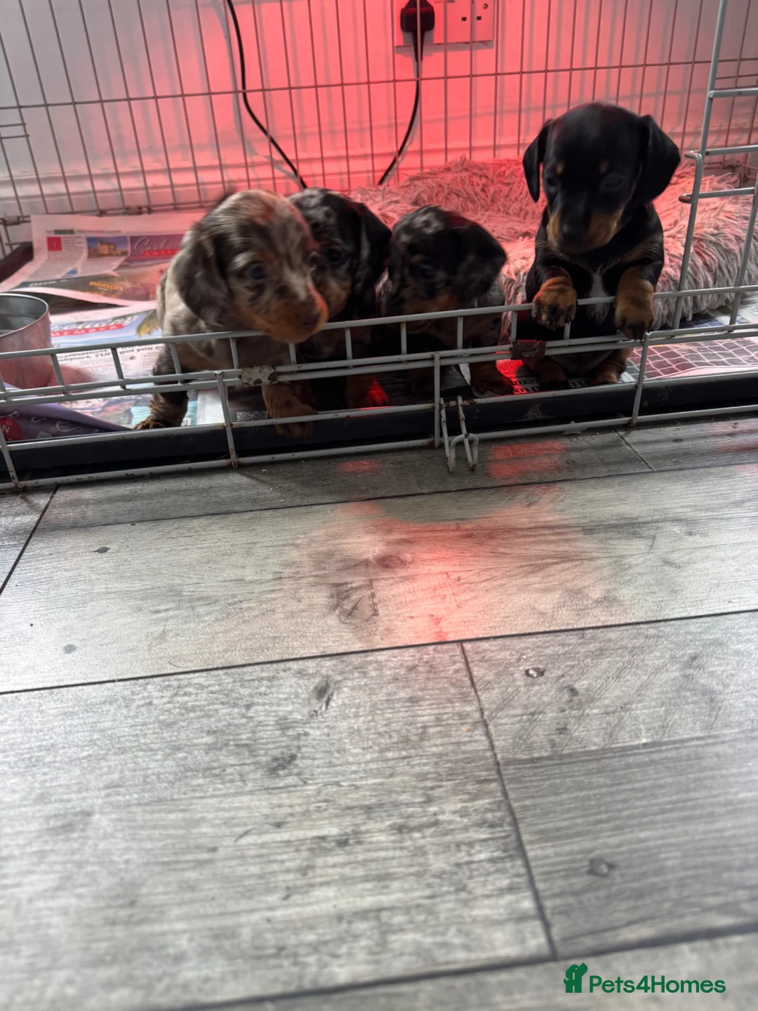 Miniature Dachshund dogs for sale: Miniature Dachshund puppies for sale  - Advert 10