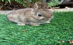 Netherland Dwarf rabbits for sale: Pure Netherland Dwarf - Image 8
