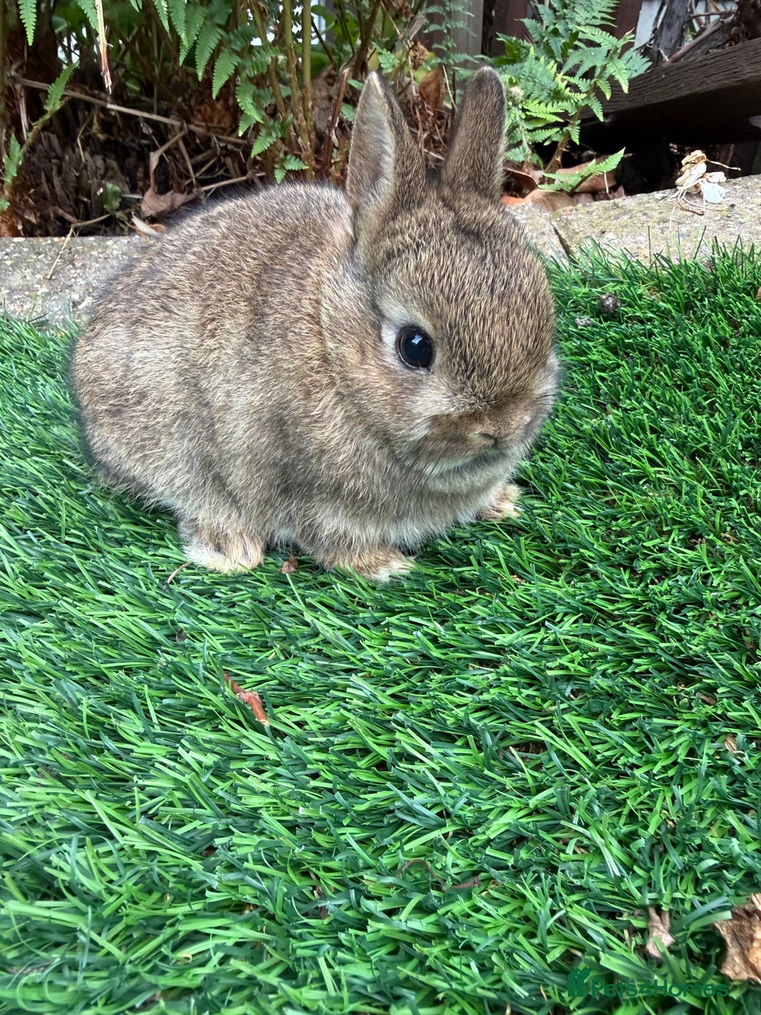 Netherland Dwarf rabbits for sale: Pure Netherland Dwarf - Image 8
