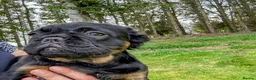 French Bulldog dogs for sale: Ready NOW Adorable Fluffy French Bulldog Puppies - Advert 24