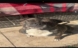 Staffordshire Bull Terrier dogs for sale: beautiful staff mastiff puppies.  - Advert 5