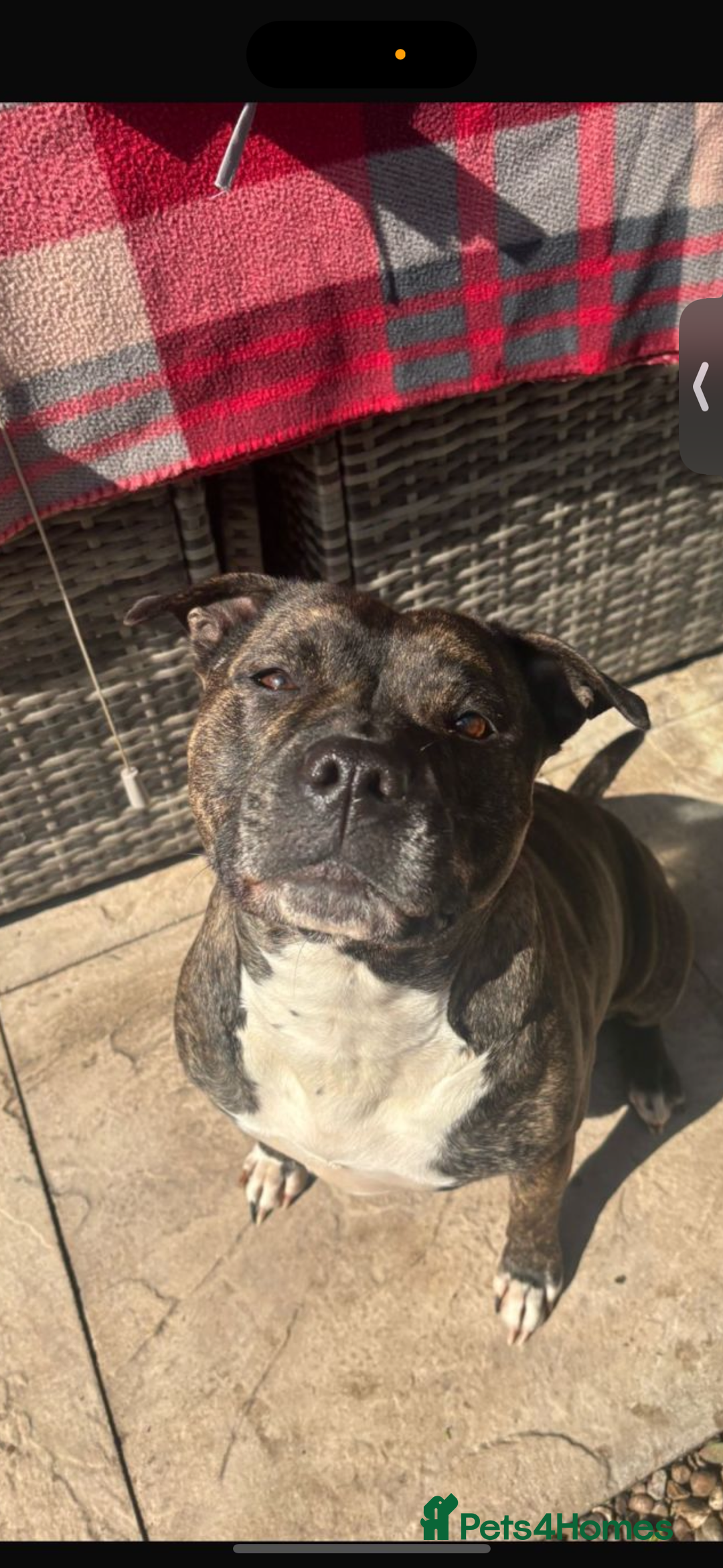 Staffordshire Bull Terrier dogs for sale: beautiful staff mastiff puppies.  - Advert 5