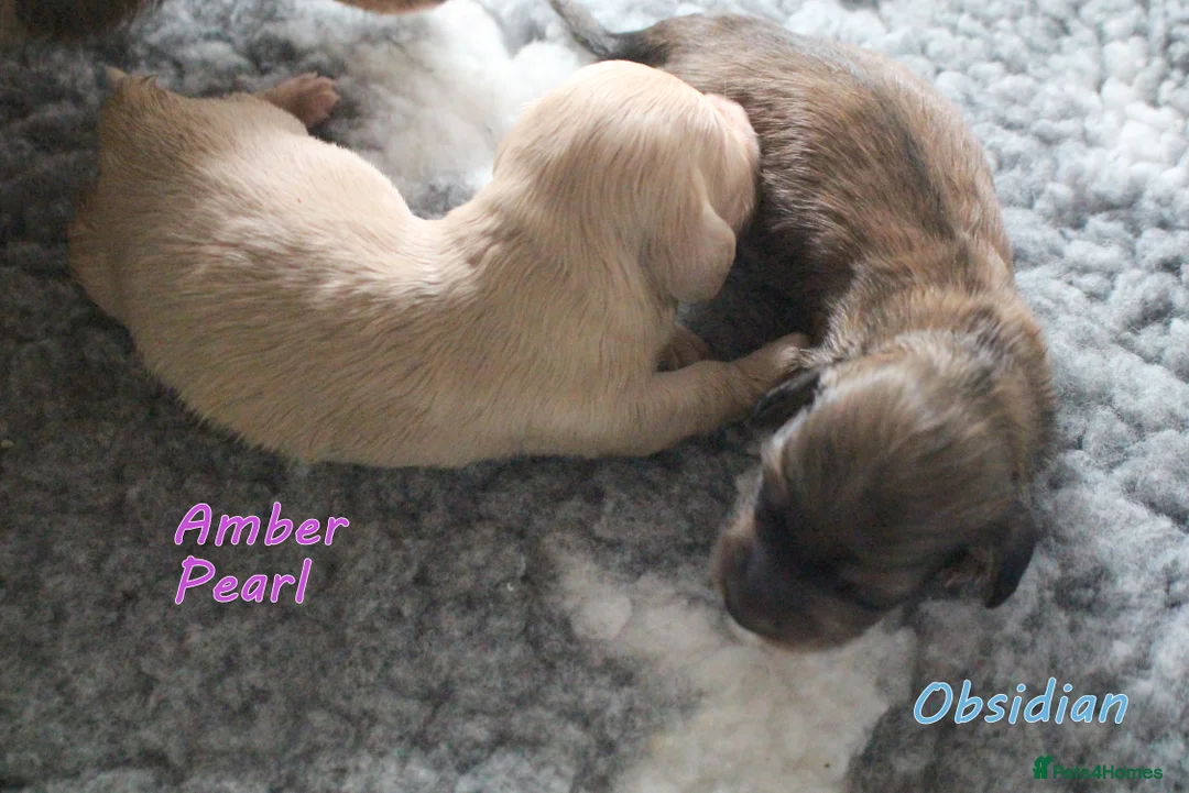 Miniature Dachshund dogs for sale: 🌟 Cream & Shaded Cream PRA Clear KC reg Apr 26 🌟 - Advert 8