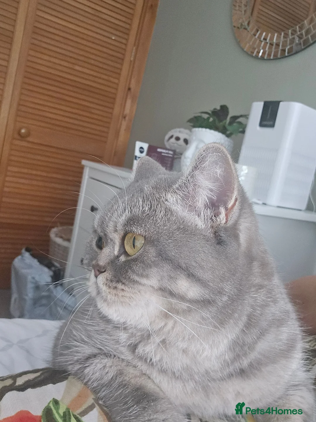 British Shorthair cats for sale: Blue spotted BSH - Advert 1