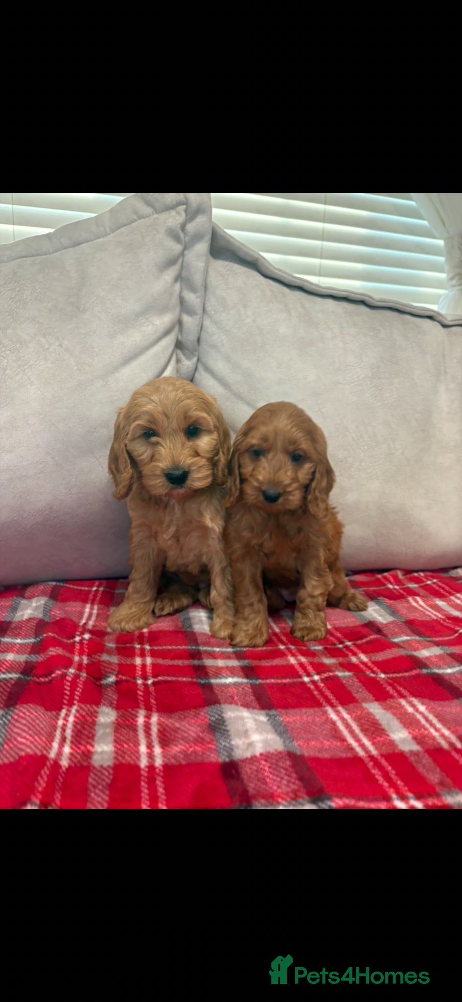 Cockapoo dogs for sale: Stunning red F1b cockapoo puppy’s ready to go  - Advert 6