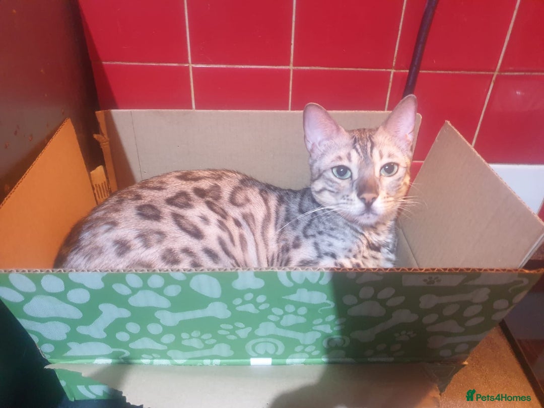 Bengal cats for sale: Well socialised kittens & retired breeding females - Advert 32