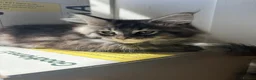 Maine Coon cats for sale: Maine coon kittens TICA - Advert 6