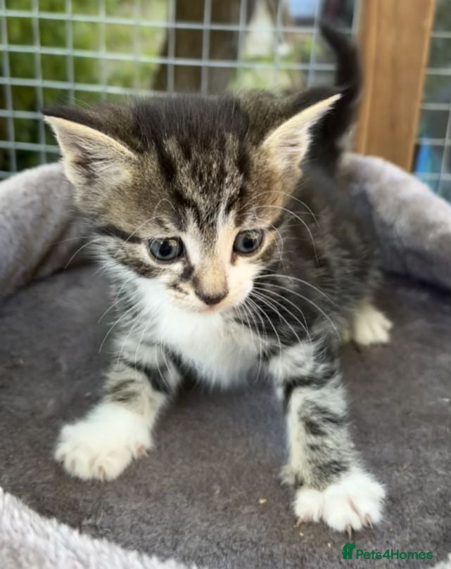 British Longhair cats Kitten looking for her forever home  - Advert 4