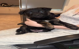 Mixed Breed dogs for sale: Male puppies  - Advert 1