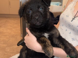 Mixed Breed dogs Male puppies - Advert 7