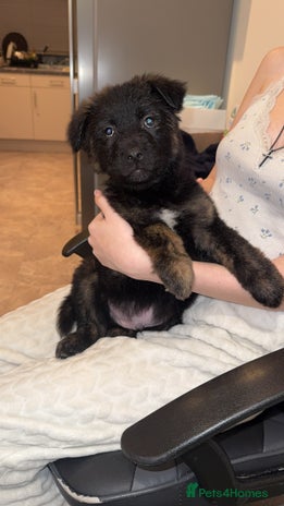 Mixed Breed dogs Male puppies - Advert 1