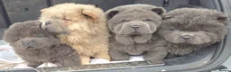 Chow Chow dogs for sale: Chow chow puppy - Advert 1