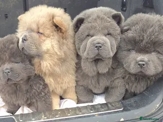 Chow Chow dogs Chow chow puppy - Advert 1