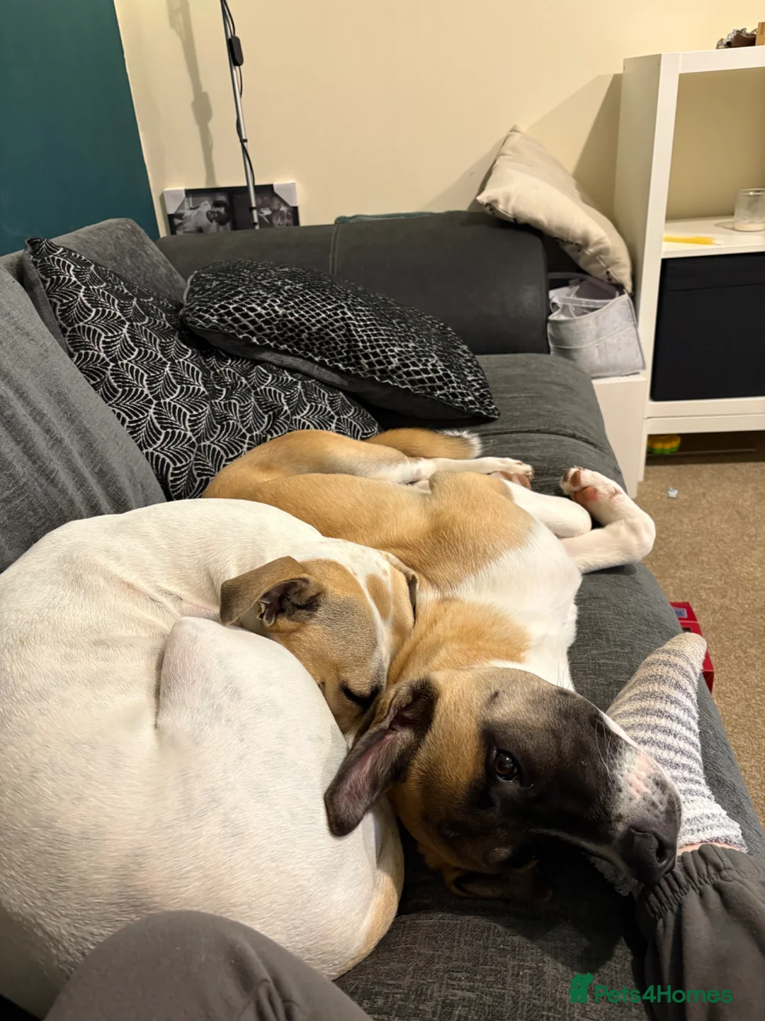 Mixed Breed dogs for sale: Max, 8 months old - Advert 7
