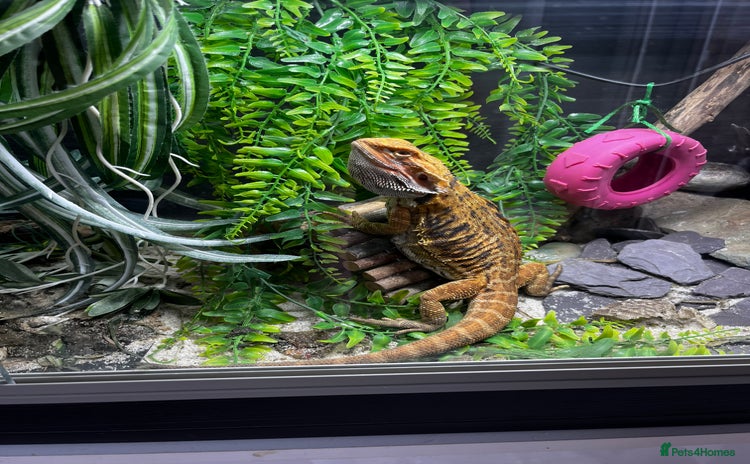Bearded Dragon reptiles - Advert 4