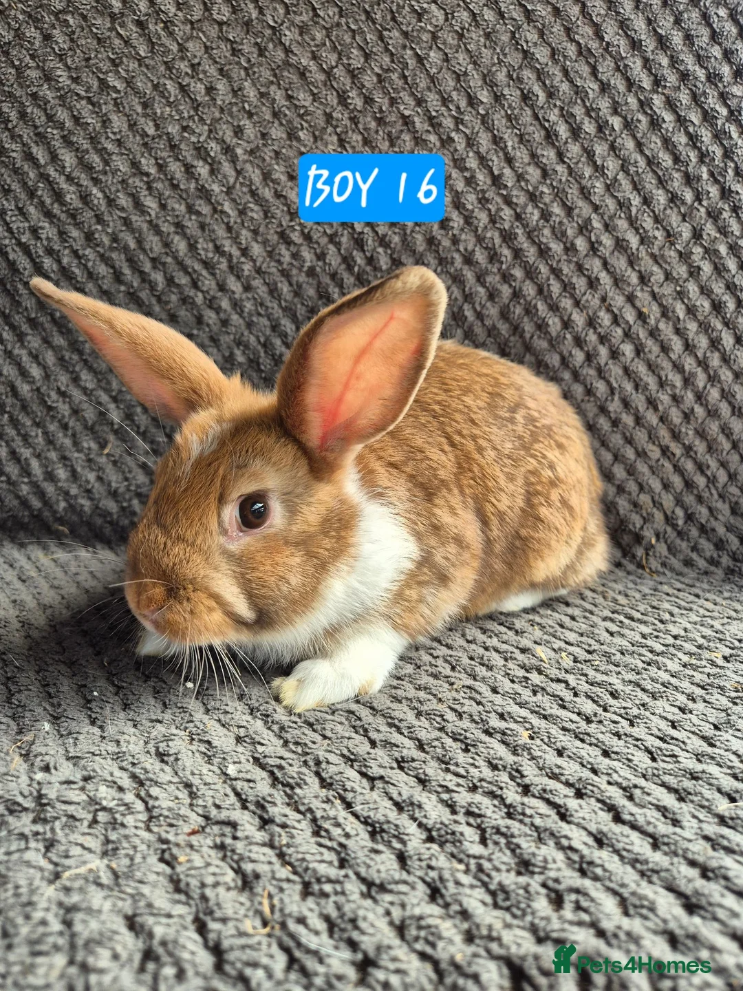 Mini Lion Lop rabbits for sale: Mini Lion Lop Bunnies - Advert 14