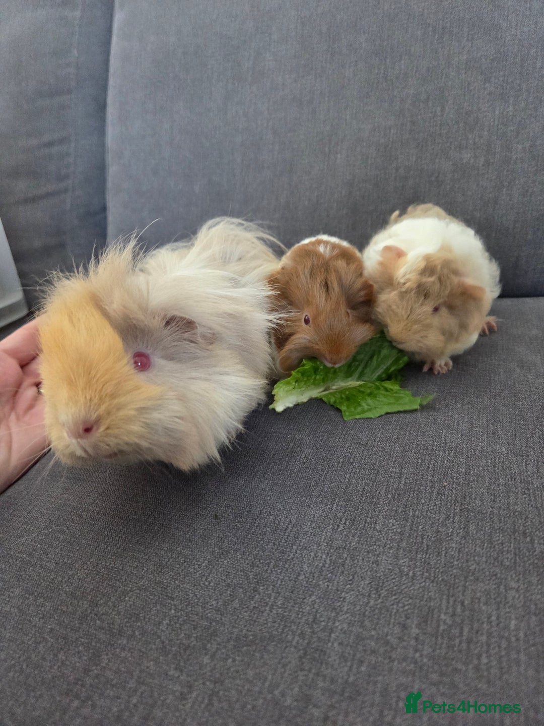 Guinea Pig rodents for sale: Beautiful lilac guinea pigs - Image 2