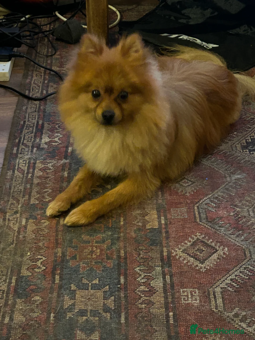 Mixed Breed dogs for sale: Gorgeous Pomeranian  - Advert 7