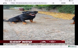 Rottweiler dogs for sale: 12 week German rottweiler  - Image 5