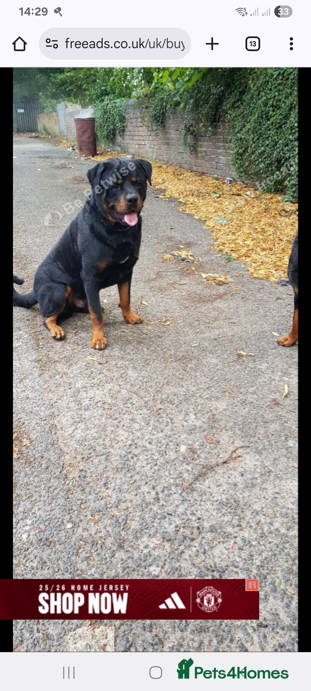 Rottweiler dogs for sale: 12 week German rottweiler  - Image 5